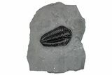 Calymene Niagarensis Trilobite Fossil - New York #269947-1